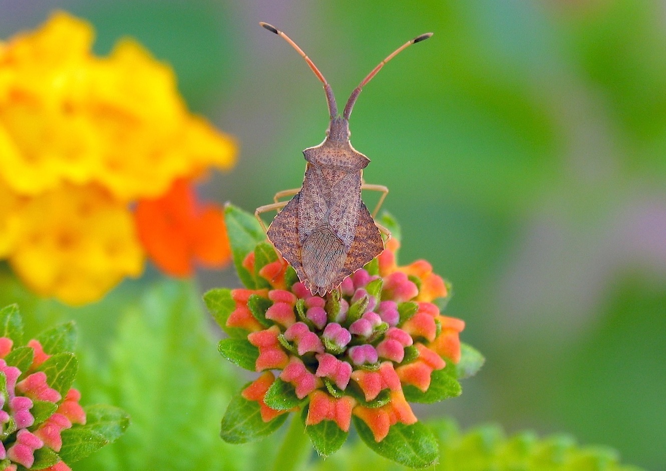 Coreidae: Syromastus rhombeus della Sardegna (OT)